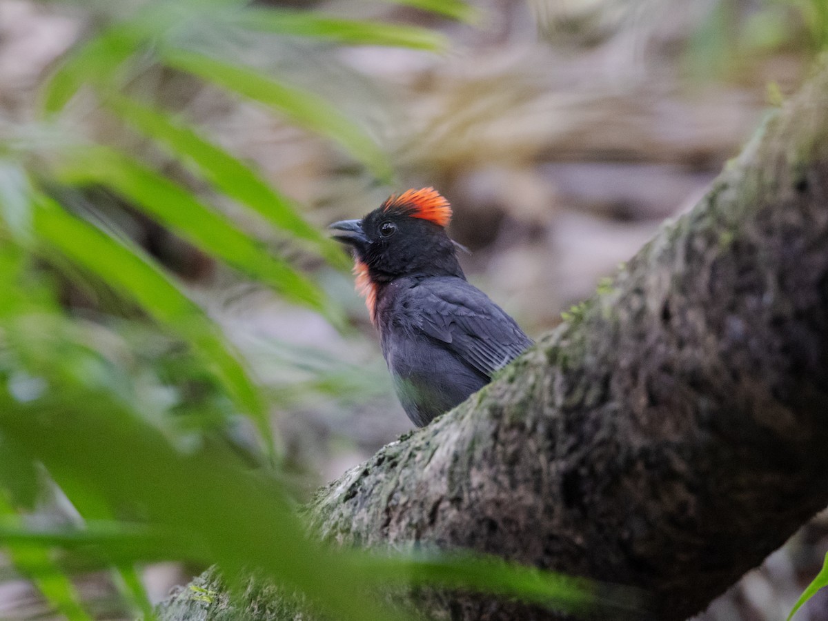 Sooty Ant-Tanager - ML616837828