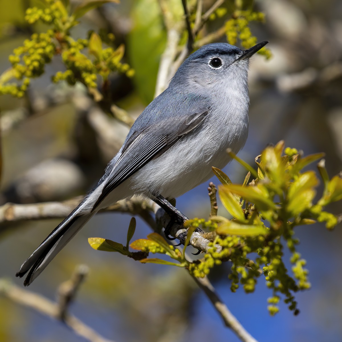 Blue-gray Gnatcatcher (caerulea) - Dan Vickers