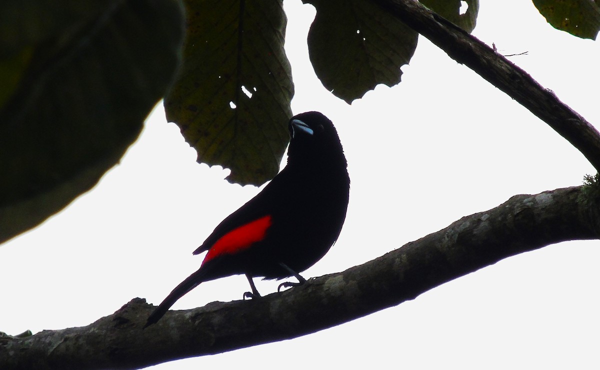 Flame-rumped Tanager - ML616837869