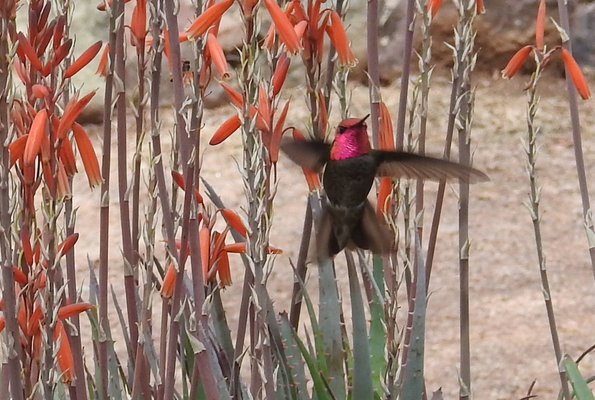 Anna's Hummingbird - ML616837871