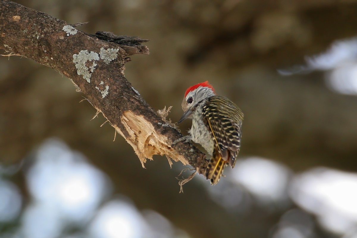 Cardinal Woodpecker - ML616837902