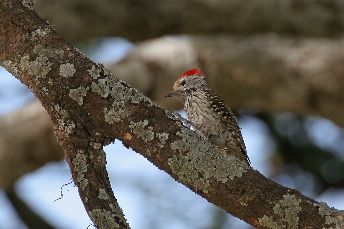 Cardinal Woodpecker - ML616837903