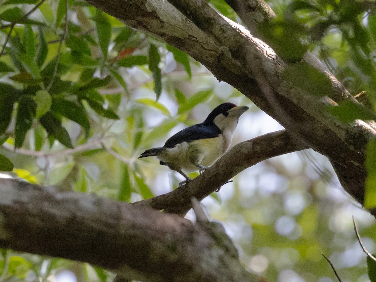 White-mantled Barbet - David and Judy Smith