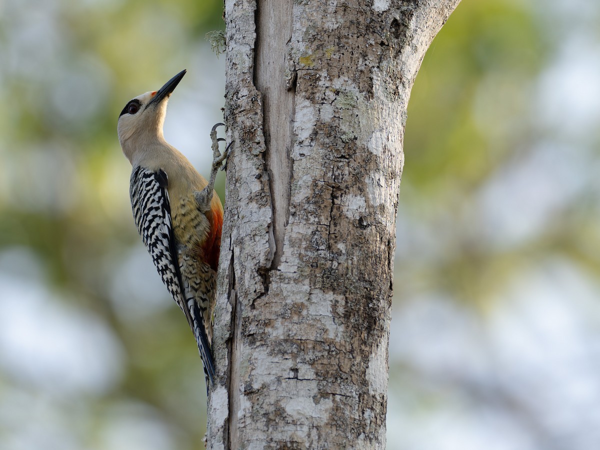 West Indian Woodpecker - Mollee Brown