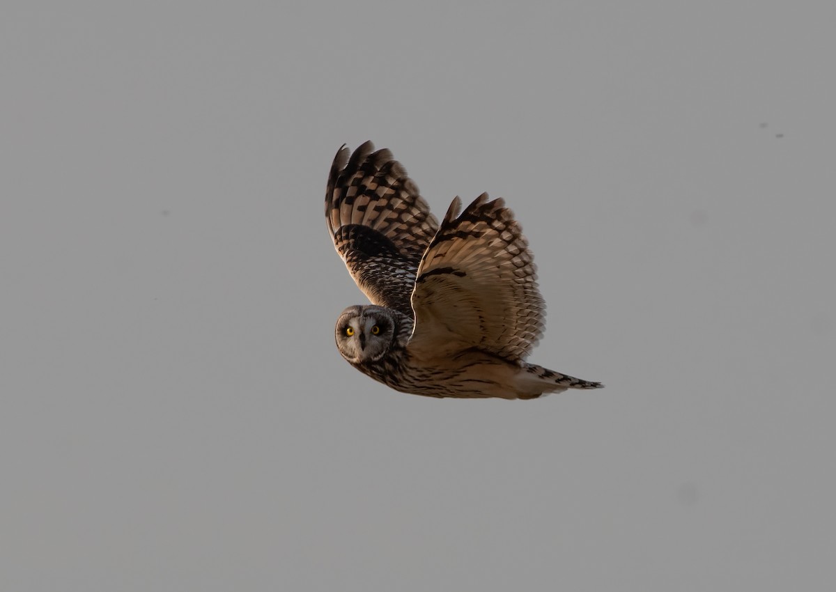 Short-eared Owl - ML616838134