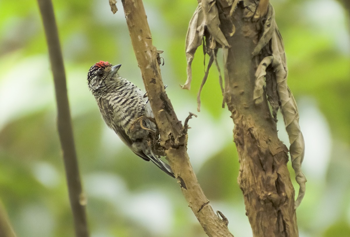 White-barred Piculet - ML616838175