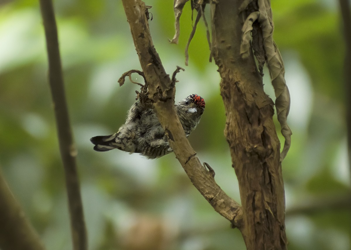 White-barred Piculet - ML616838176
