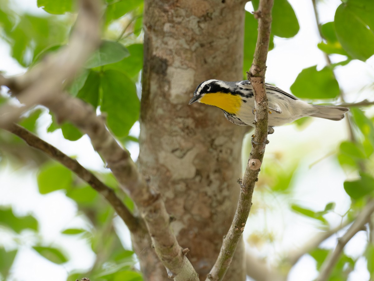 Yellow-throated Warbler - Mollee Brown