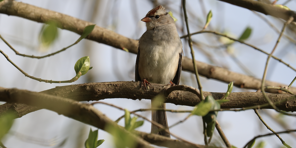 White-crowned Sparrow (Dark-lored) - ML616838257