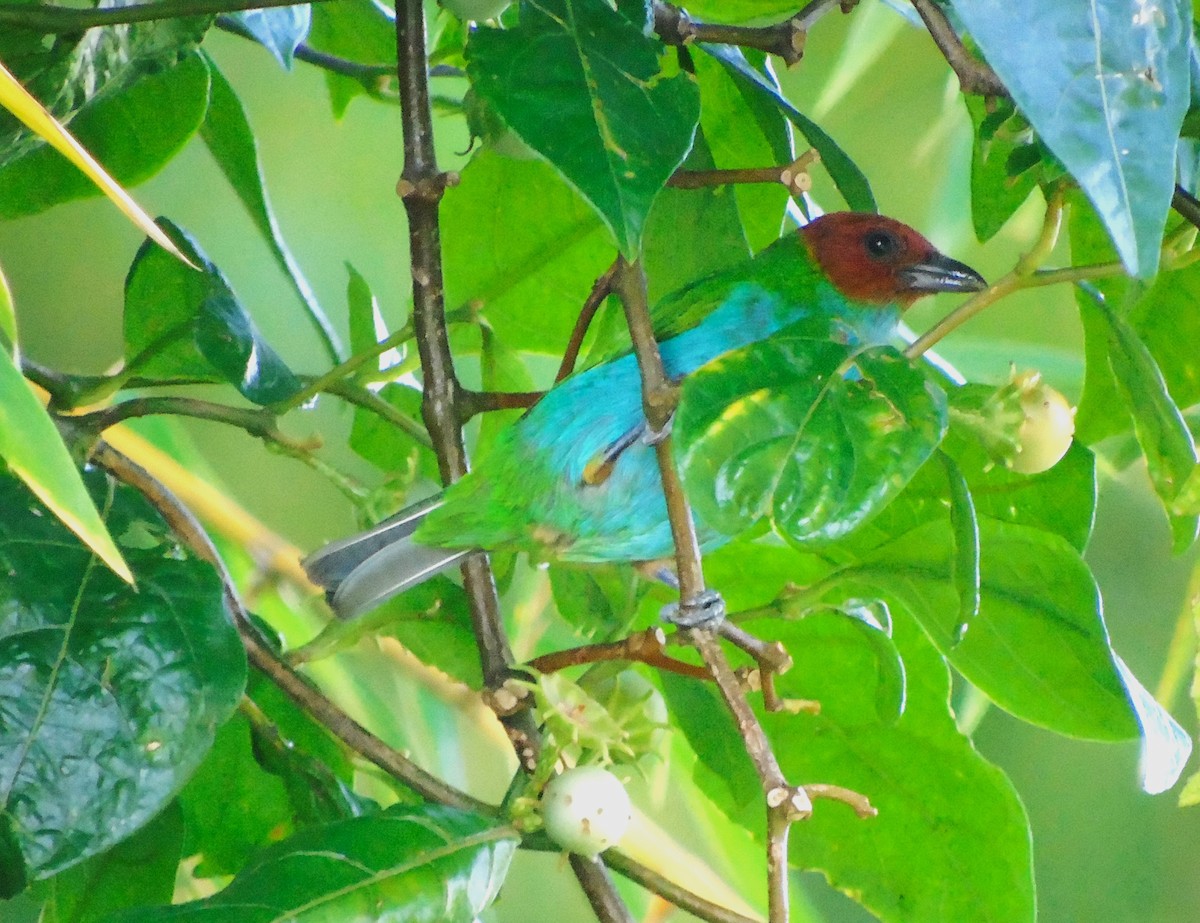 Bay-headed Tanager - ML616838291