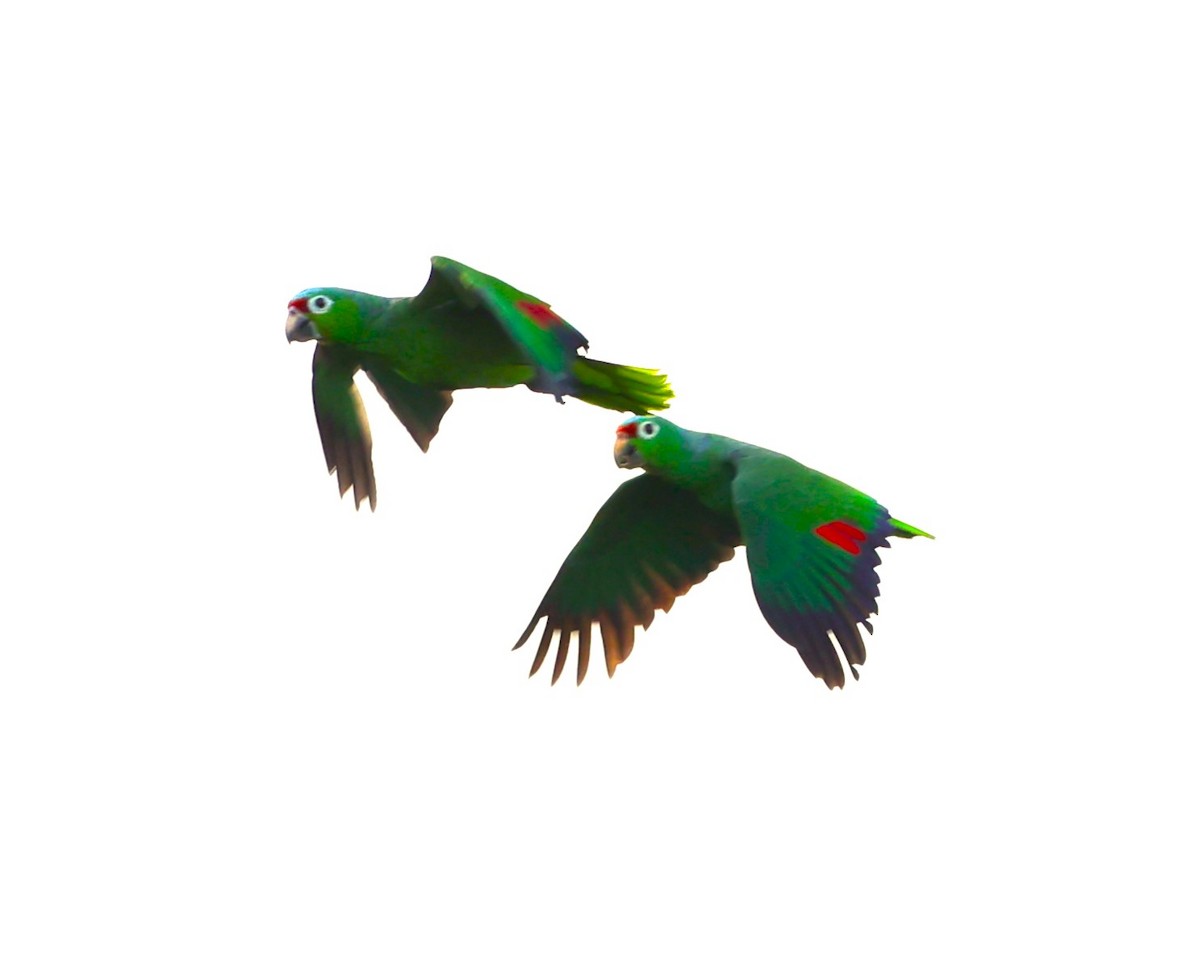 Red-lored Parrot (Red-lored) - ML616838463