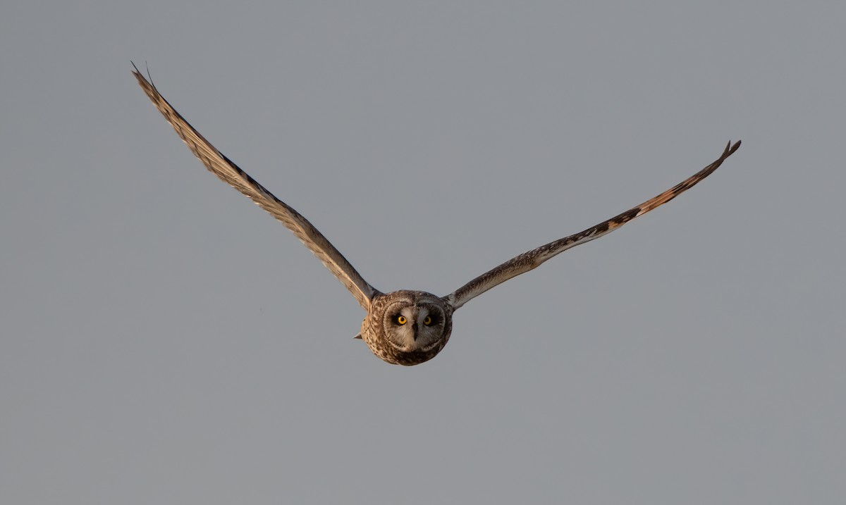 Short-eared Owl - ML616838467