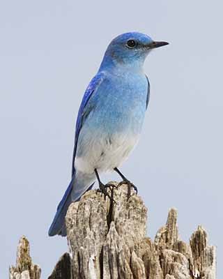 Mountain Bluebird - Jay Petersen