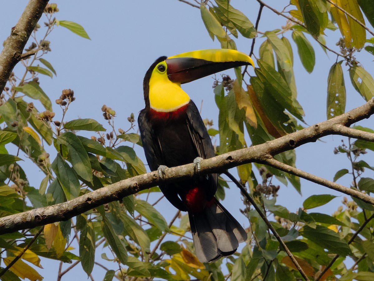 Yellow-throated Toucan (Chestnut-mandibled) - ML616838607