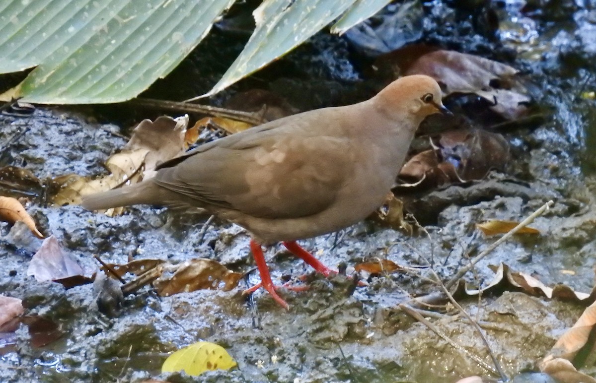 Gray-chested Dove - Tomohide Cho
