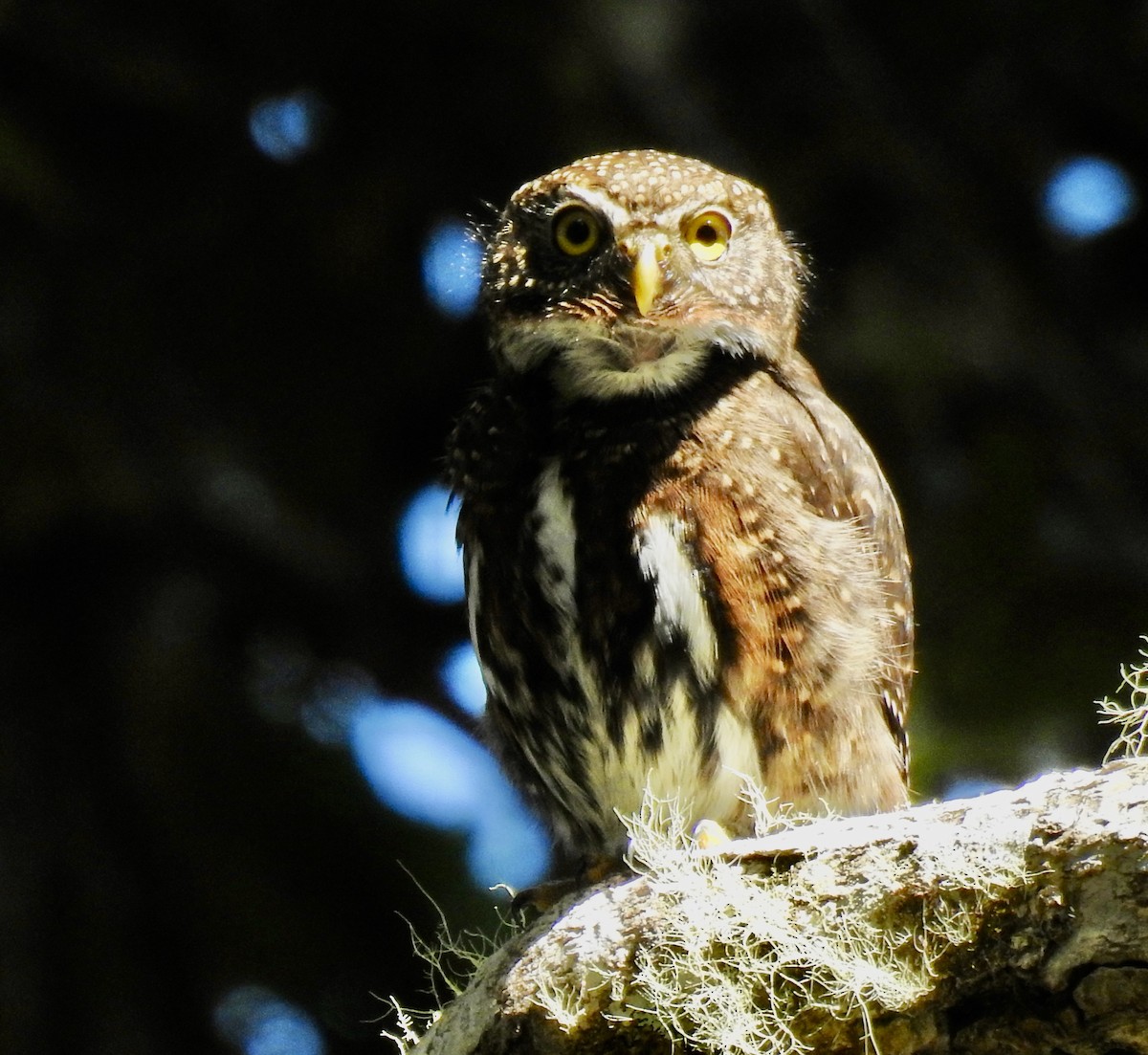 Costa Rican Pygmy-Owl - Tomohide Cho