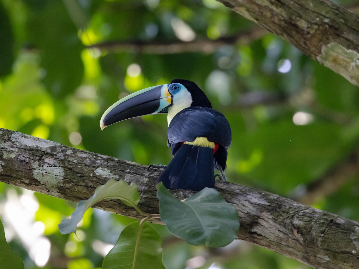 Channel-billed Toucan (Citron-throated) - ML616838800