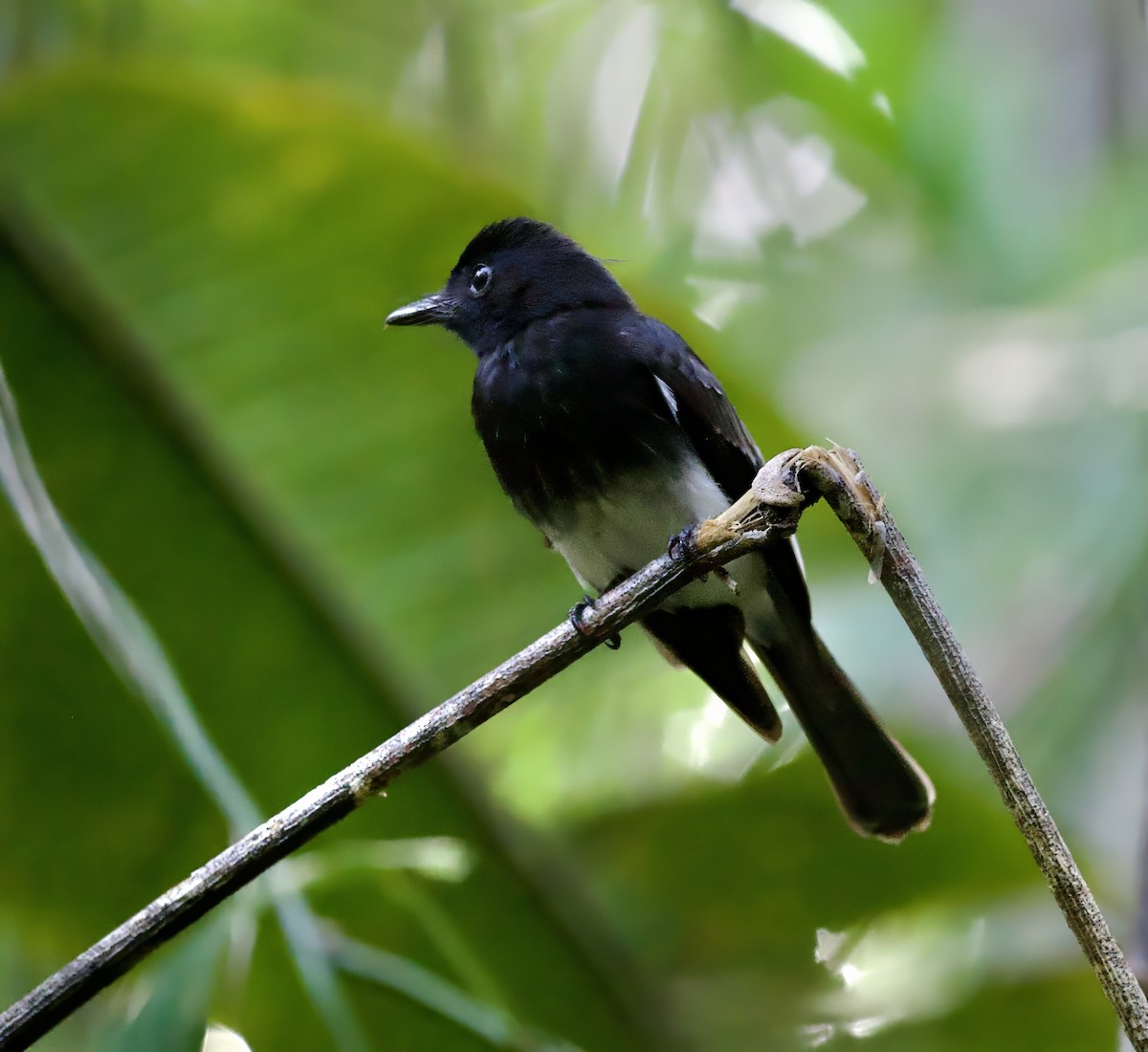 White-winged Fantail - ML616838856
