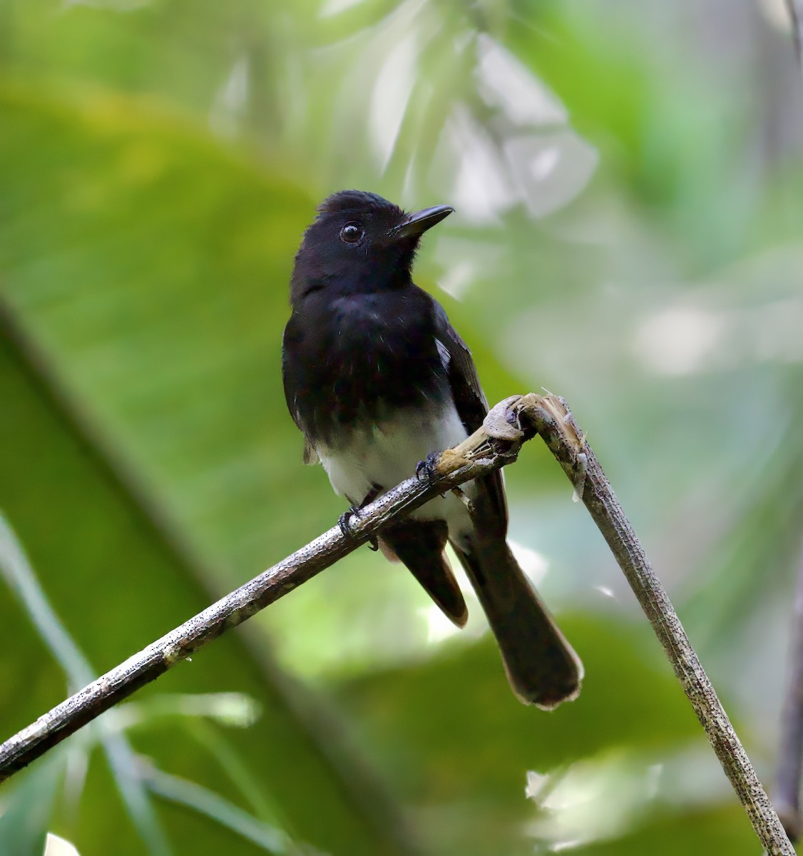 White-winged Fantail - ML616838857