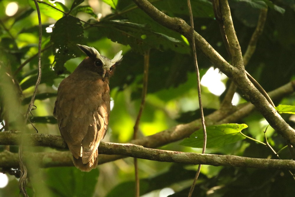 Crested Owl - ML616838880