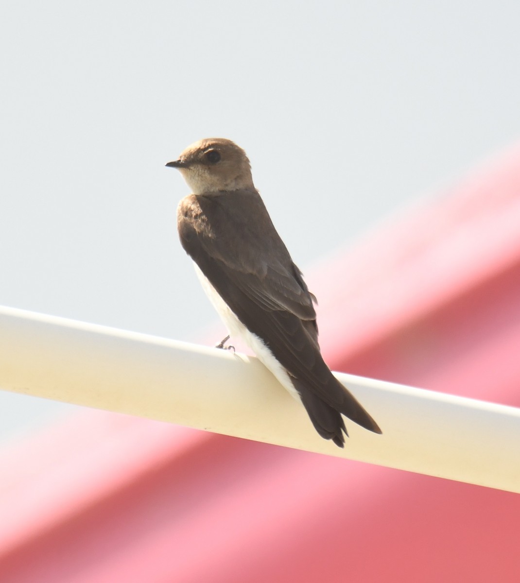 Northern Rough-winged Swallow - ML616838888