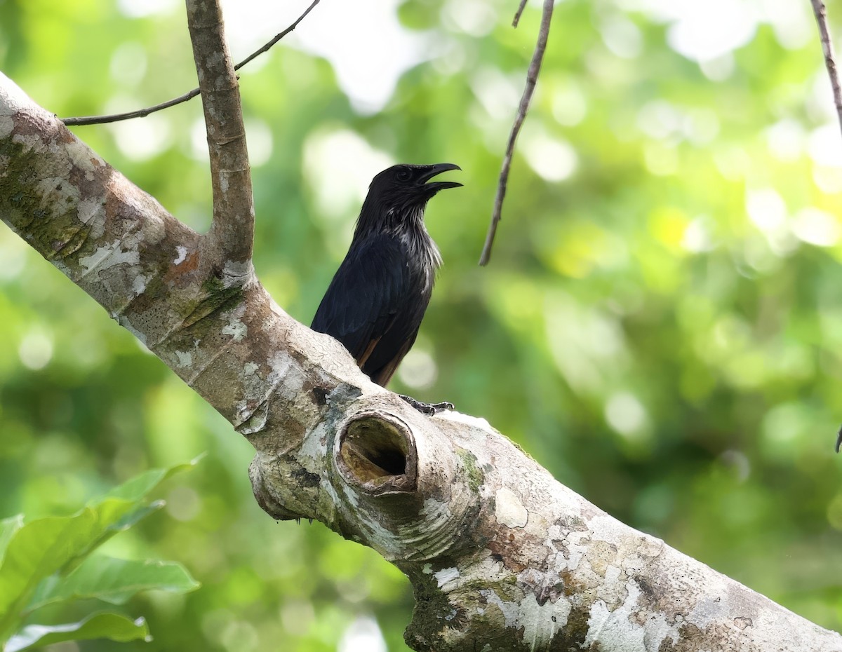 Brown-winged Starling - ML616838924