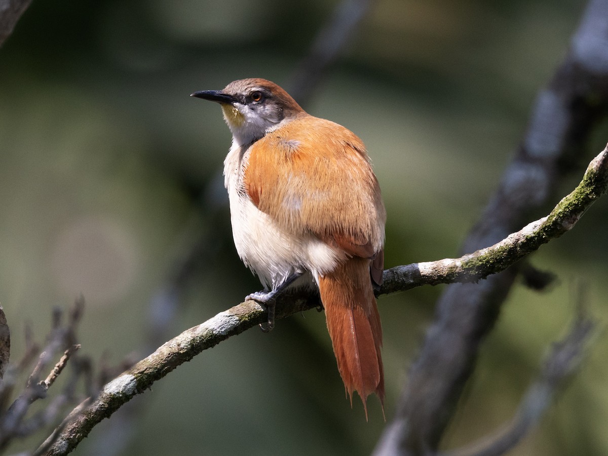 Yellow-chinned Spinetail - ML616838933