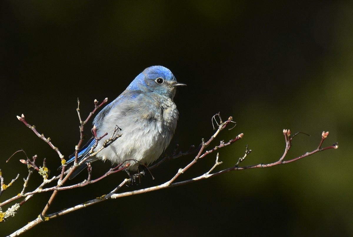 Mountain Bluebird - Gord Gadsden
