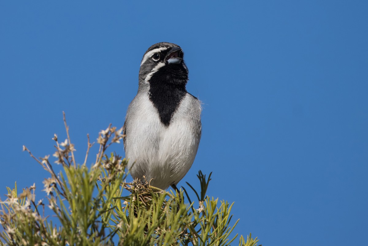 Black-throated Sparrow - ML616839081
