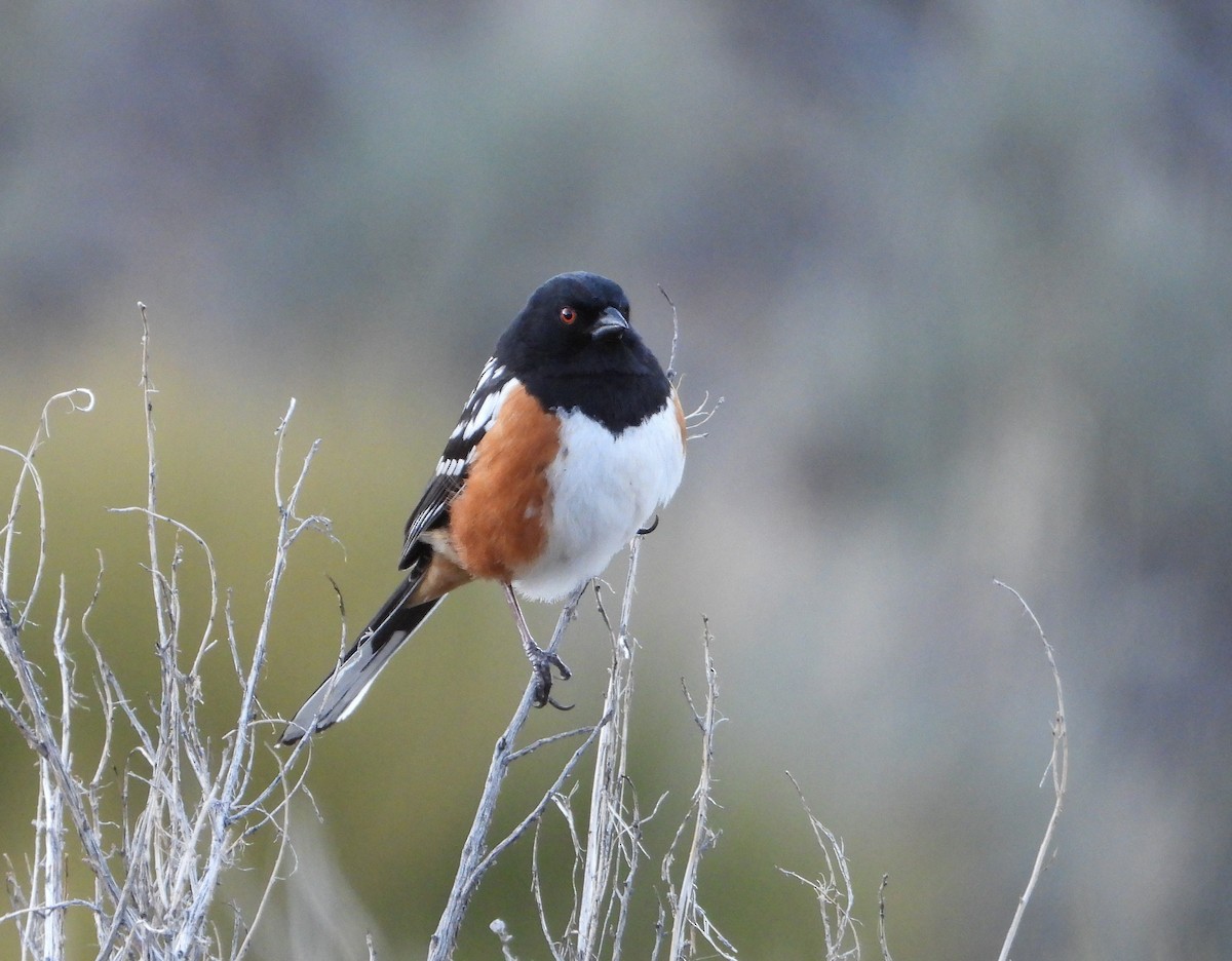 Spotted Towhee - ML616839168