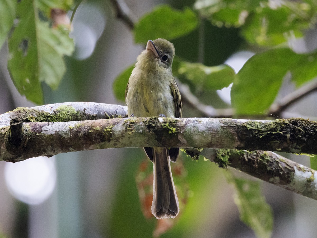 Western Olivaceous Flatbill - ML616839186