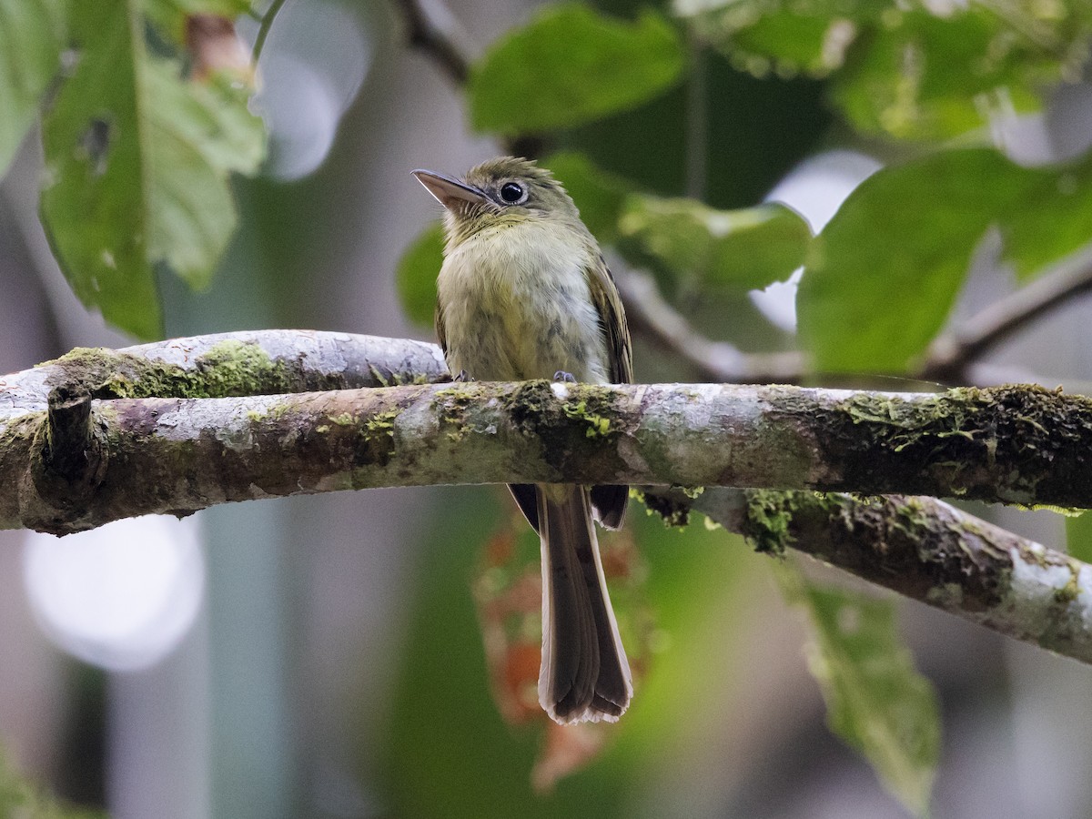 Western Olivaceous Flatbill - ML616839187