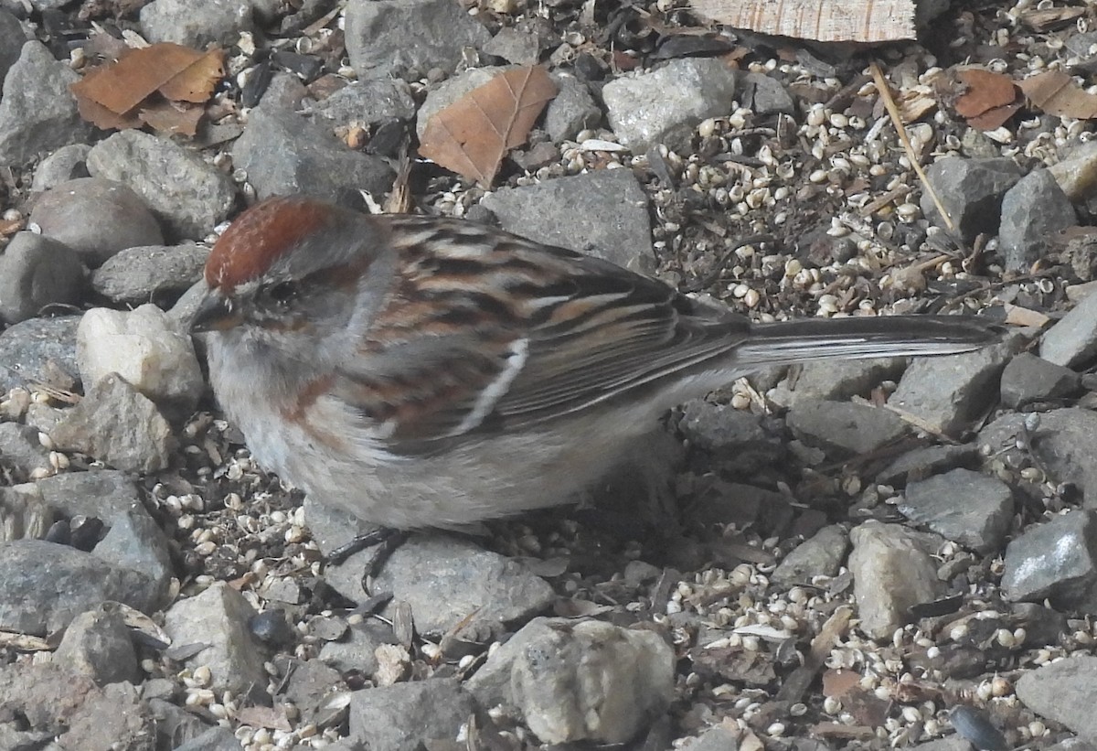 American Tree Sparrow - ML616839385
