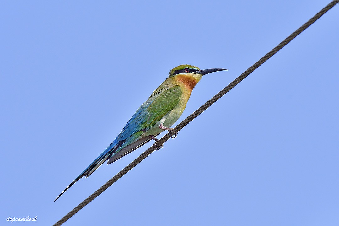 Blue-tailed Bee-eater - santhosh kumar