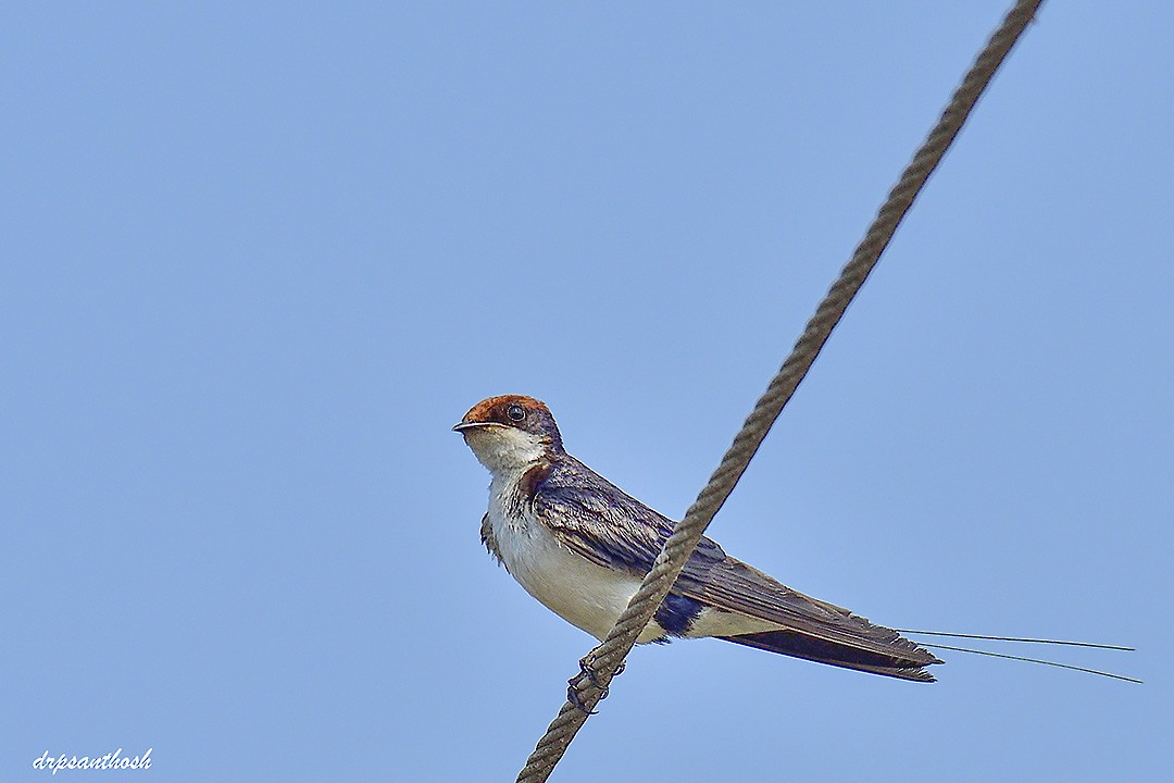 Wire-tailed Swallow - ML616839401