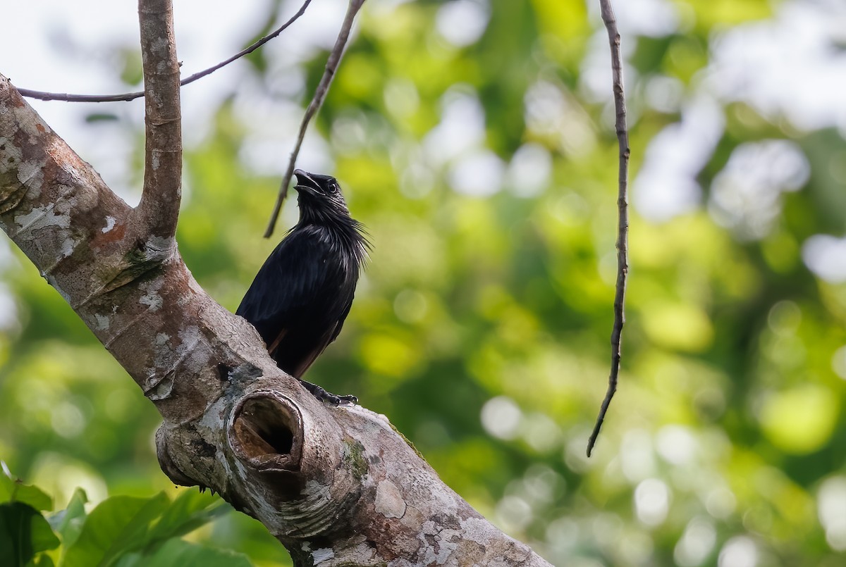 Brown-winged Starling - ML616839433