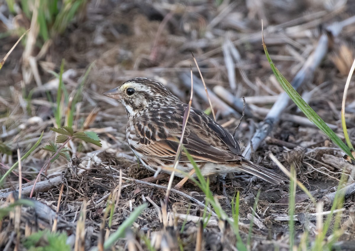 Savannah Sparrow - ML616839440