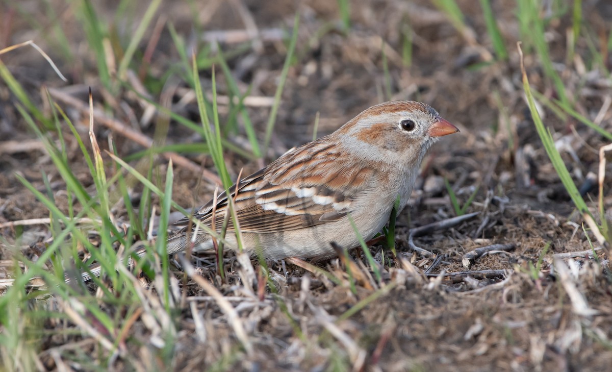 Field Sparrow - ML616839598