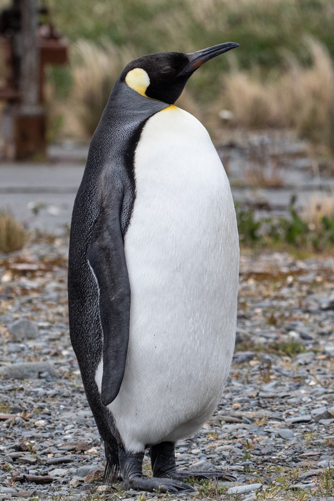 Королевский пингвин - ML616839612