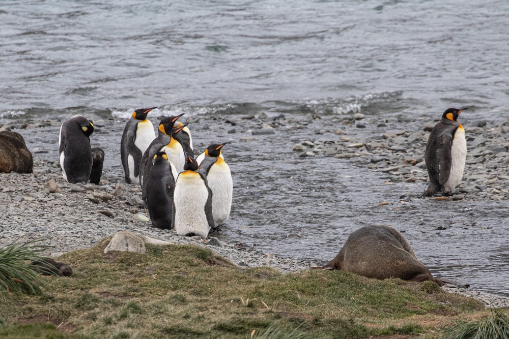 tučňák patagonský - ML616839620