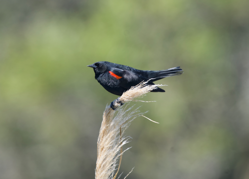 Red-winged Blackbird - ML616839630