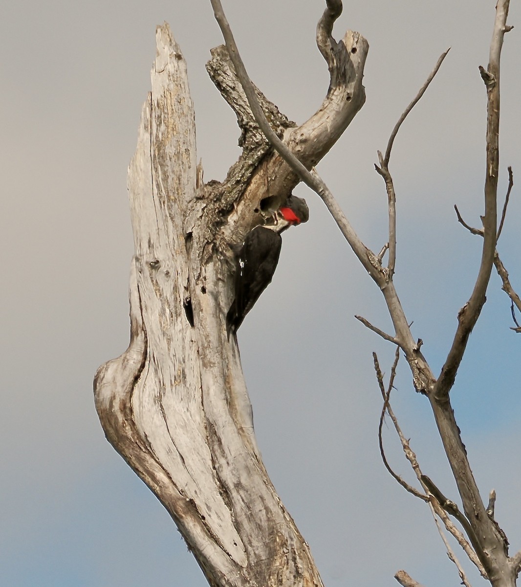 Pileated Woodpecker - Randy Pinkston