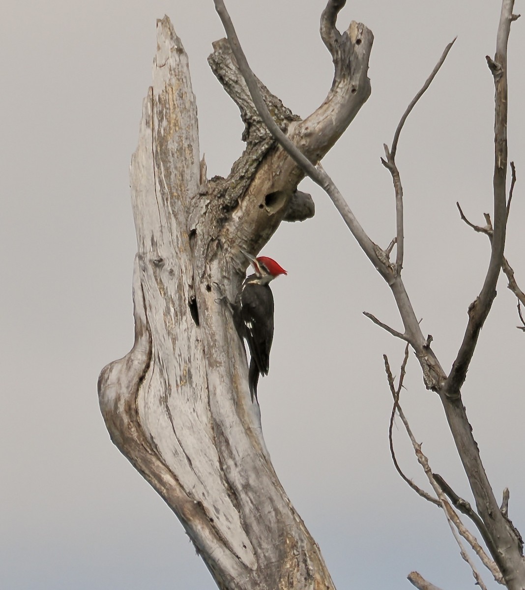 Pileated Woodpecker - ML616839658