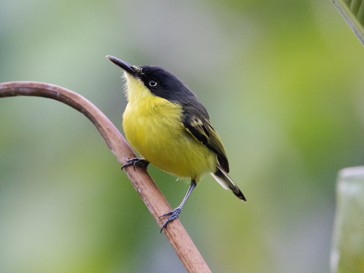 Common Tody-Flycatcher - David and Judy Smith