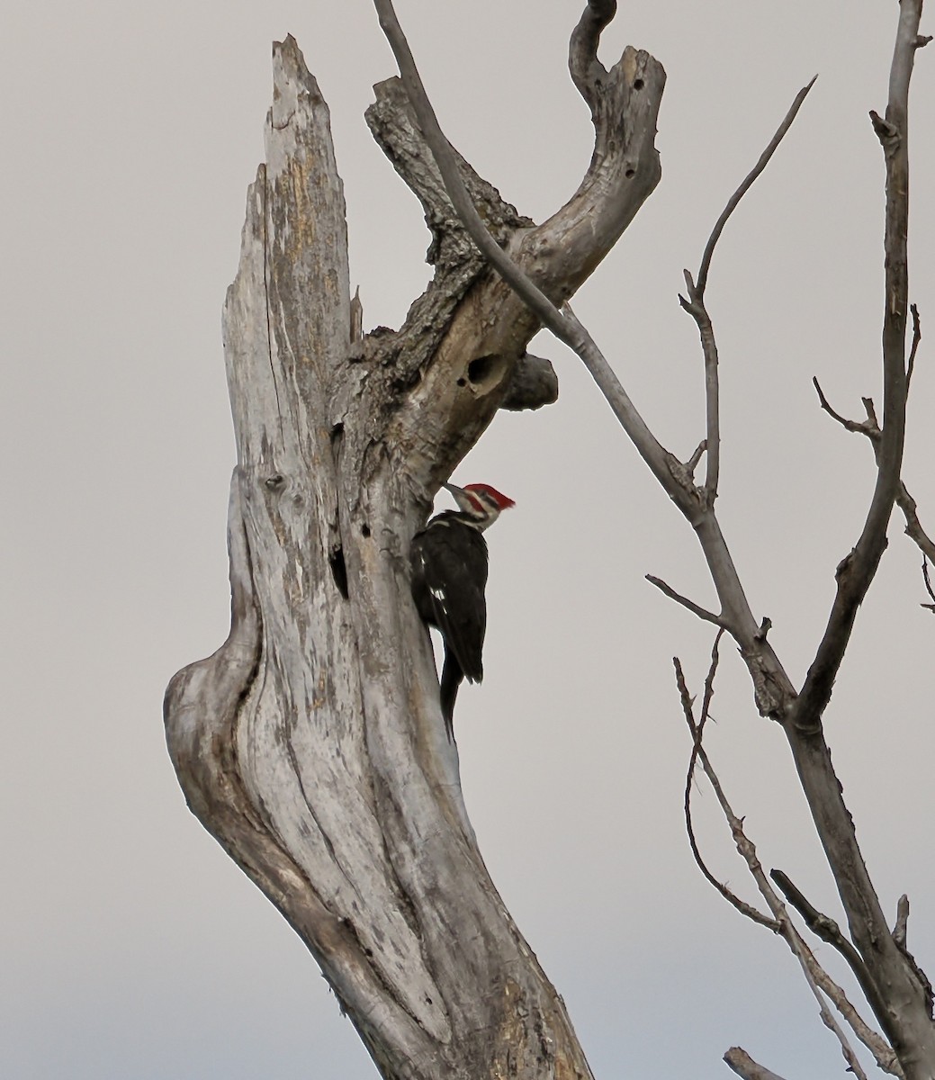 Pileated Woodpecker - ML616839662