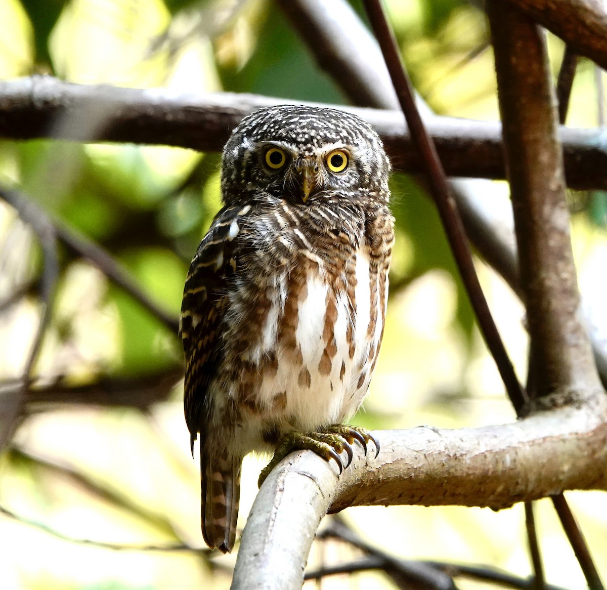 Collared Owlet - ML616839675