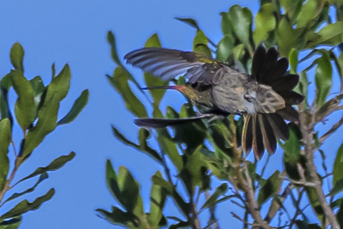 Gilded Hummingbird - ML616839834