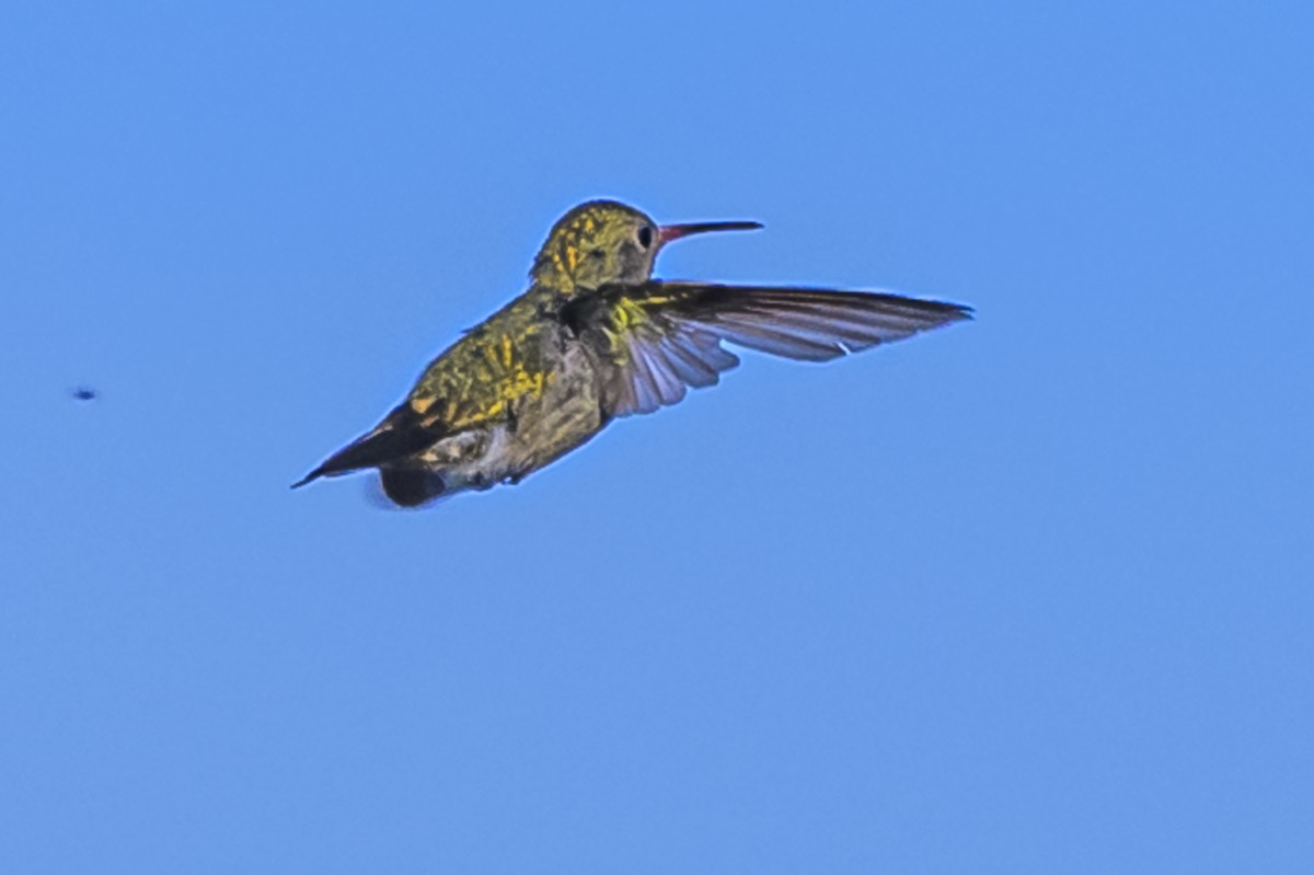 Gilded Hummingbird - ML616839849