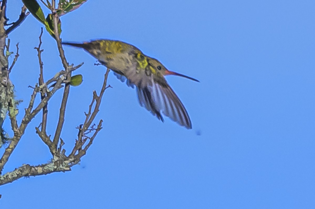 Gilded Hummingbird - ML616839859