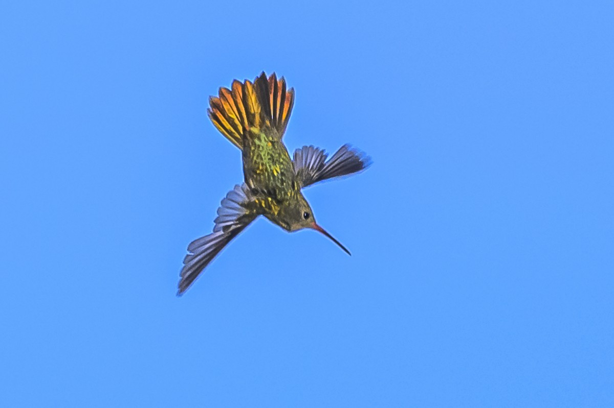 Gilded Hummingbird - ML616839865